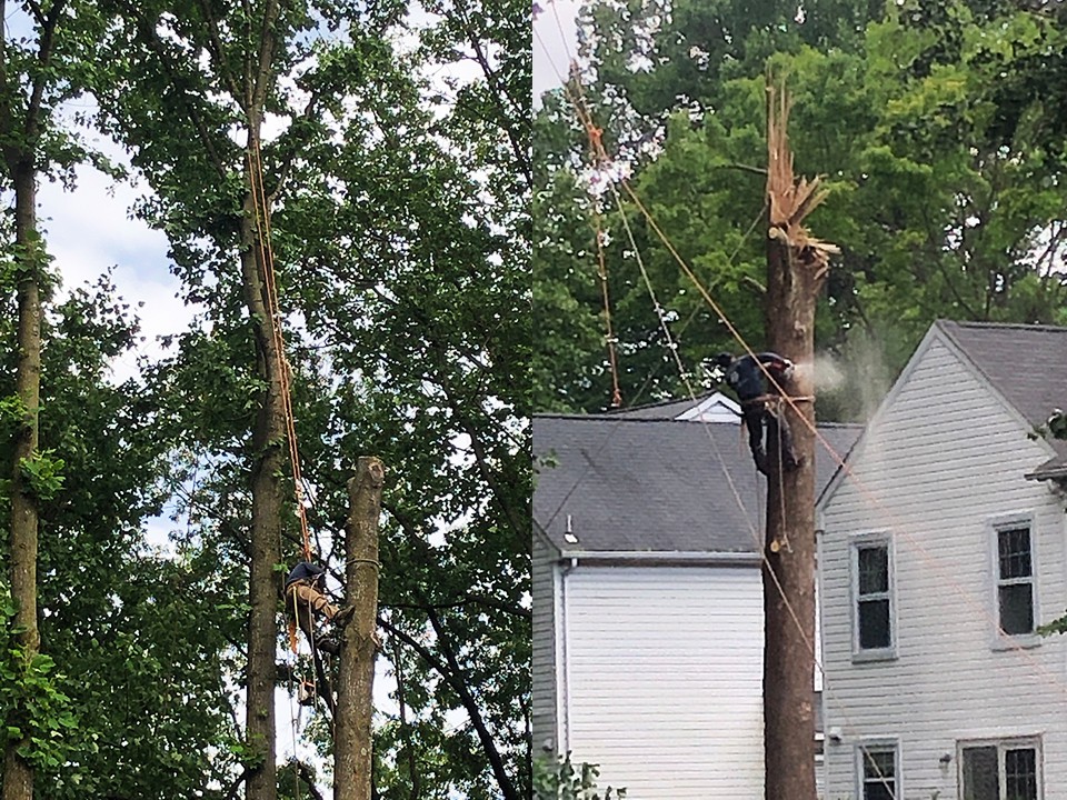 Woodbridge, CT - Emergency Tree Removal Company - Tree Cutting Service Near  Me - Paulo Landscaping and Tree Removal Orange, CT