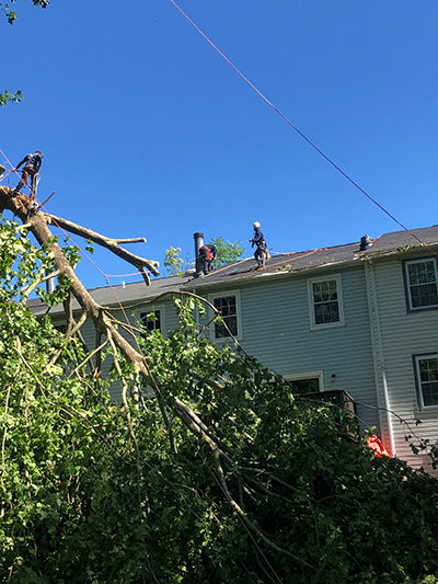 Arbutus MD Tree Trimming