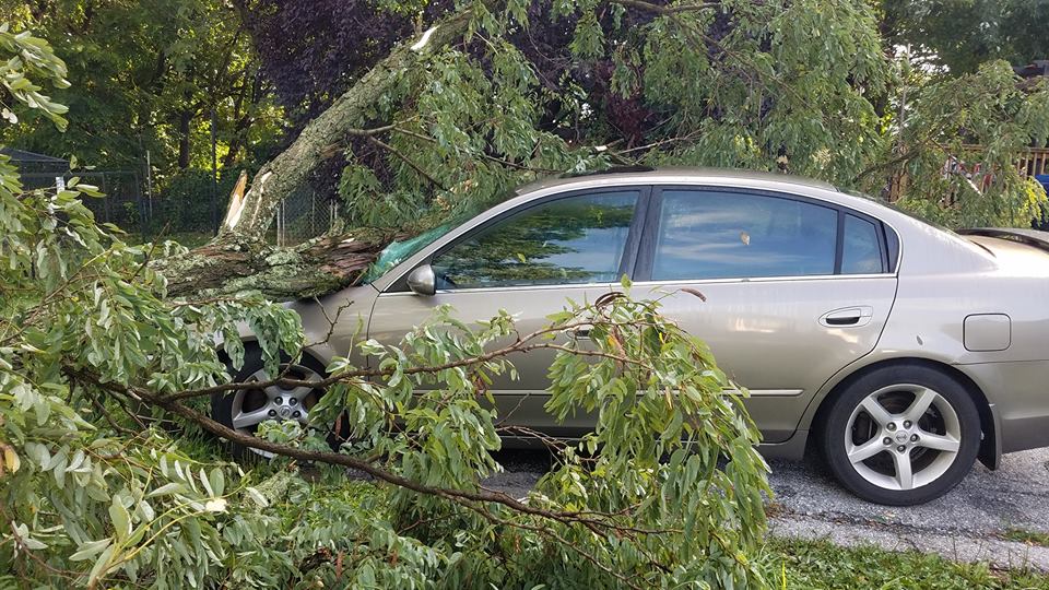 Arbutus Md Emergency Tree Cleanup