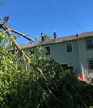 Ellicott City MD Tree Trimming