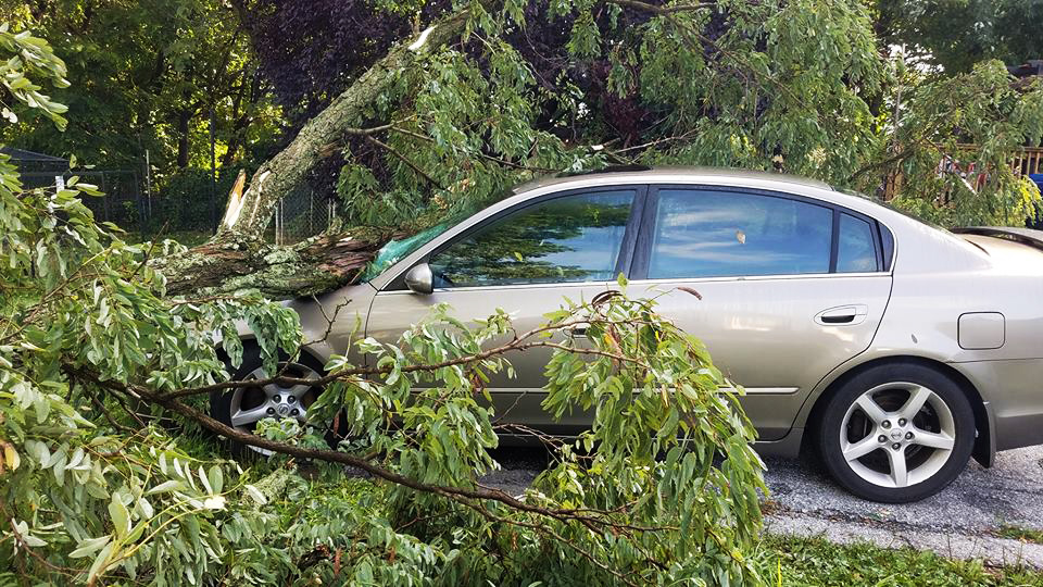 Emergency Tree Cleanup Ellicott CIty MD