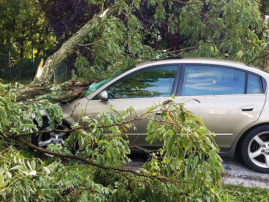 Emergency Tree Cleanup Ellicott CIty MD small