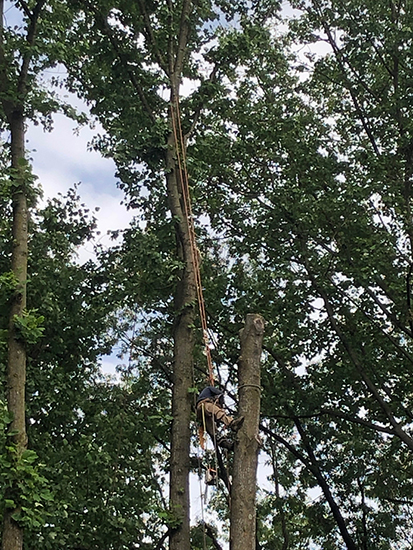 Tree Pruning Catonsville Maryland