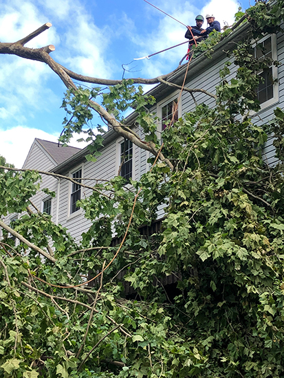 Tree Storm Damage Cleanup Columbia MD