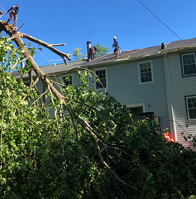 Tree Trimming Howard County MD